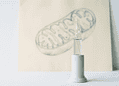 Clear dropper bottle on a white stand with a faint capsule sketch in the background, beige and pale tones overall.